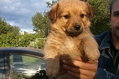 cuccioli-femmina1