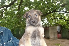 cuccioli-femmina2