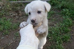 cuccioli-femmina7