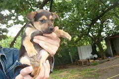 cuccioli-maschio1