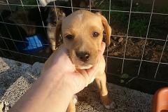cuccioli-maschio2
