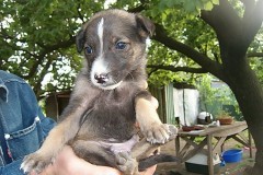 cuccioli-maschio3