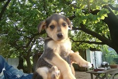 cuccioli-maschio4