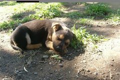 cuccioli-maschio5