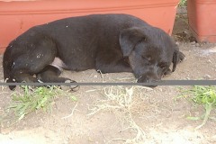 cuccioli-maschio6