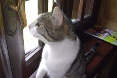 Mici