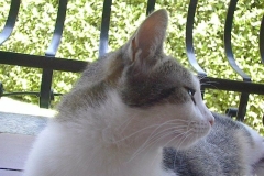 mici-12