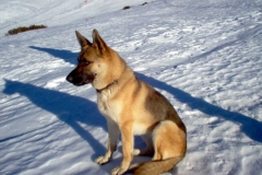 Mya cagnolona